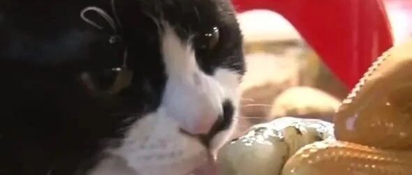 猫咪每天到海鲜市场帮主人“看摊”，认真逮老鼠并驱赶偷鱼的胖猫