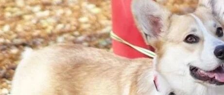 柯基犬、柴犬、萨摩耶等几种好看掉毛却严重的狗狗，请谨慎饲养