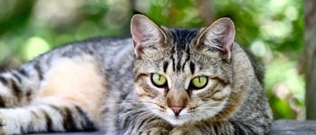 大肥猫天天跑到邻居店里“蹭空调”，铲屎官拿它没办法