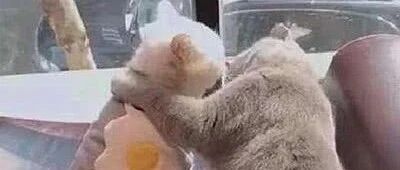 蓝猫有了女朋友，铲屎官心里酸溜溜，蓝猫：单身狗，请滚开！