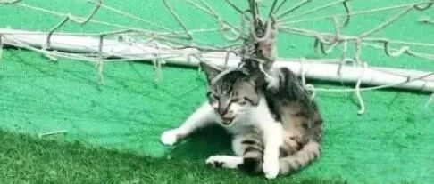 猫咪在操场被绳困住，绳子缠住全身，太惊险了！