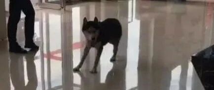 哈士奇跑进了售楼部，工作人员都看呆了，二哈：我想买套房！