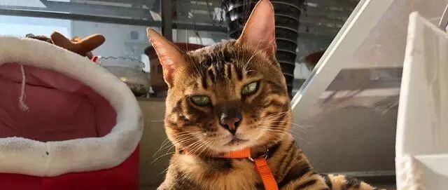 价值14万的猫，全网相亲，主人用10根金条做聘礼，你家猫符合吗？