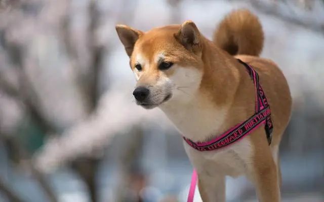 養狗能增加異性緣，但養柴犬不會，可能還會讓你沒朋友 寵物 第4張