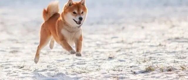 养狗能增加异性缘，但养柴犬不会，可能还会让你没朋友