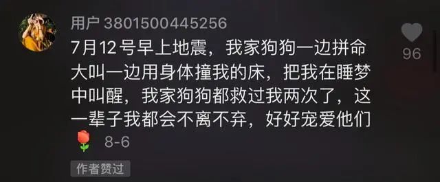 收養了一隻流浪邊牧，發生火災時，它救了全家人 寵物 第7張