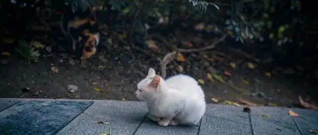 流浪猫妈妈拦路乞食，2个月后，它把孩子送给好心人报恩！