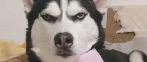 当哈士奇遇到疯铲屎官，立马都安静了！哈士奇：这女的咱惹不起