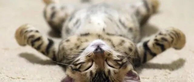 居然有人问我，怎么不让猫咪上床，这不等于中了500万不去领奖吗