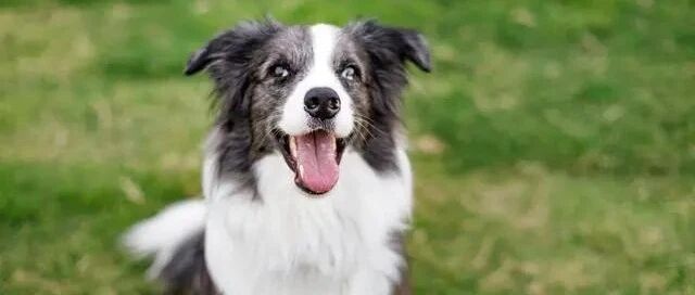 边牧是边牧，狗是狗，这两玩意真不一样！