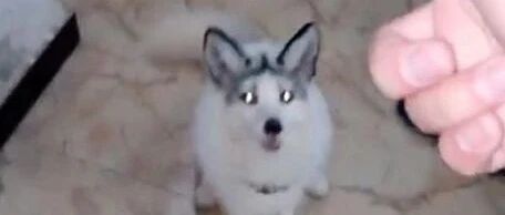 800网上买只哈士奇，半年后外貌越来越不像，结果……