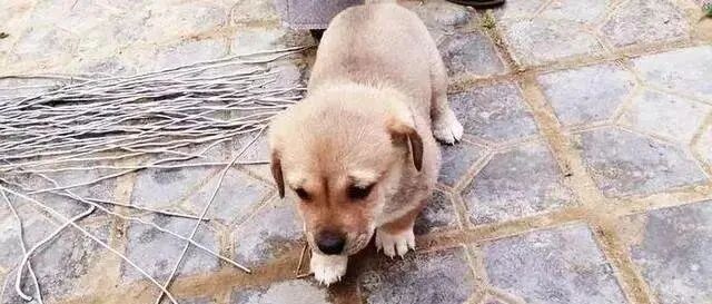 女子面前突然跑来一只小土狗，当知道原因后，直接掏钱将它买下