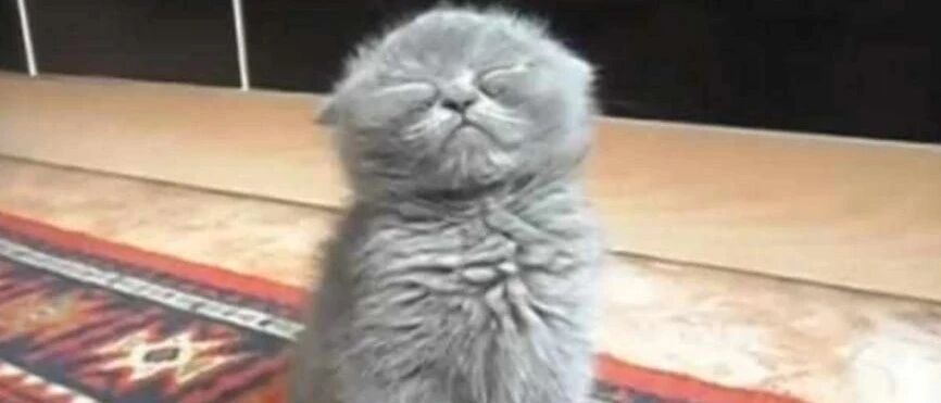 喵星人睡意浓浓，竟然上演这样一幕，主人看了笑的前仰后合