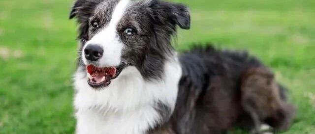 边牧：作为一只狗，我怎么都没想到，我能被人告上法庭！