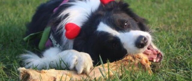 涨知识了！狗子叼着石头不松口，原来是体内缺少微量元素