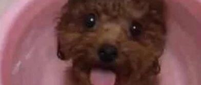 主人打水准备梳洗，呆萌泰迪竟做出这反应