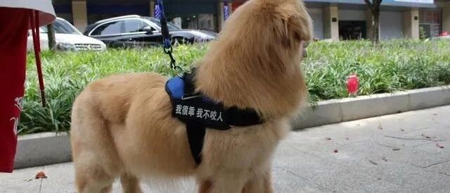 金毛被主人弃养，而弃养的原因，只是主人用错了牵引绳！