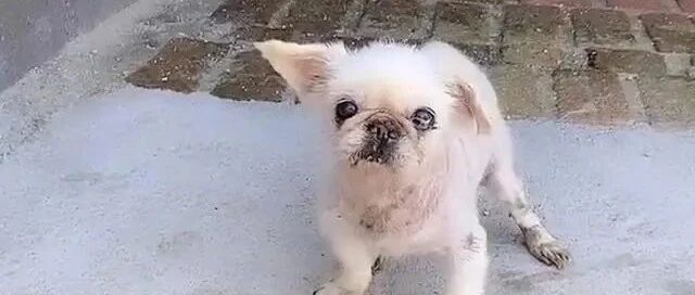 16岁狗狗丢失半年，主人千里寻狗，再次相见时的场面让人潸然泪下