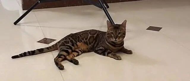 价值十几万，拥有360万粉丝的网红猫丢了，丢失原因让人唏嘘！