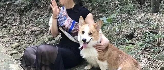 柯基丢失，找到时活蹦乱跳，但回来第2天突然病倒，咋回事？