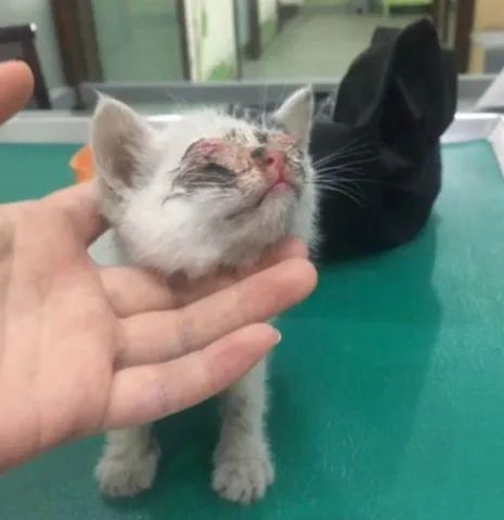 严重烧伤的小猫咪,好心宠主收留,花钱把眼睛治好了-微信头条网 严重烧伤的小猫咪,好心宠主收留,花钱把眼睛治好了
