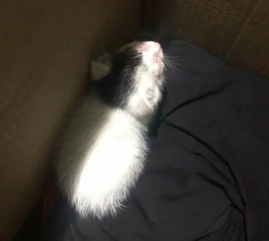 严重烧伤的小猫咪,好心宠主收留,花钱把眼睛治好了-微信头条网 严重烧伤的小猫咪,好心宠主收留,花钱把眼睛治好了