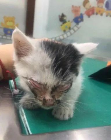 严重烧伤的小猫咪,好心宠主收留,花钱把眼睛治好了-微信头条网 严重烧伤的小猫咪,好心宠主收留,花钱把眼睛治好了