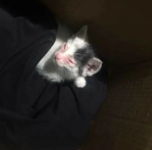 严重烧伤的小猫咪,好心宠主收留,花钱把眼睛治好了-微信头条网 严重烧伤的小猫咪,好心宠主收留,花钱把眼睛治好了