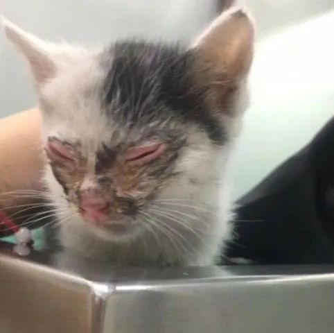 严重烧伤的小猫咪,好心宠主收留,花钱把眼睛治好了-微信头条网 严重烧伤的小猫咪,好心宠主收留,花钱把眼睛治好了