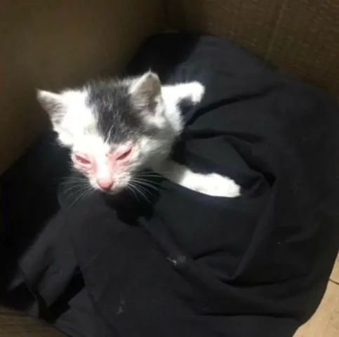 严重烧伤的小猫咪,好心宠主收留,花钱把眼睛治好了-微信头条网 严重烧伤的小猫咪,好心宠主收留,花钱把眼睛治好了