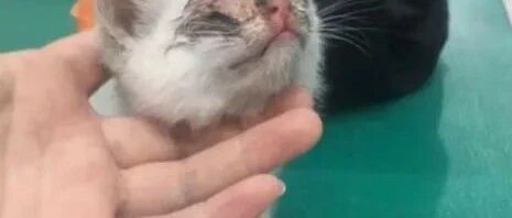 严重烧伤的小猫咪，好心宠主收留，花钱把眼睛治好了