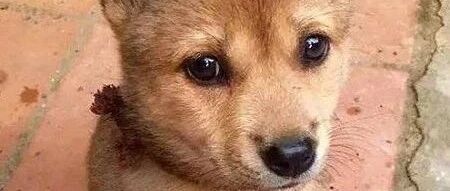 狗妈妈去世后，身体已经风干仅剩骨架，小狗却每天还在身边守护！