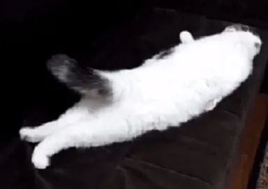 主人网上晒猫咪照片,网友却只看到一条咸鱼:猫在哪?-微信头条网 主人网上晒猫咪照片,网友却只看到一条咸鱼:猫在哪?