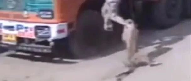 男子在街头遇到“豹子”，一群流浪狗赶来救了他