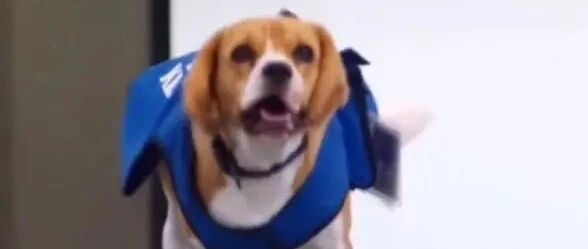 机场聘请狗狗当“员工”，“萌犬出击”效率不是一般的高！