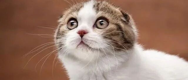 养猫，千万不能只喂猫粮，只喂猫粮，会引发猫咪“尿闭”