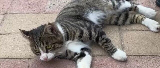 救了一只流浪猫，伤好之后，它让我明白，狸花猫的战斗力有多强！