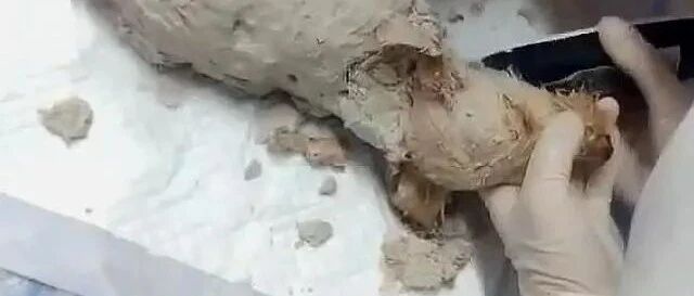 狗狗浑身被裹满石膏，遗弃路边，这次30万“爱狗人士”赢了