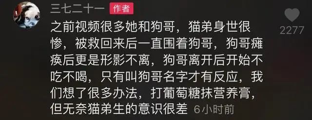 貓狗相伴多年，狗狗離世，貓咪不吃不喝，18天後也跟著離開了 寵物 第8張