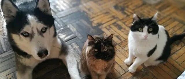 猫狗相伴多年，狗狗离世，猫咪不吃不喝，18天后也跟着离开了