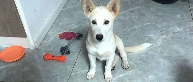 狗狗遭遗弃，后被人收养，但它仍每天去遗弃它的地方，等原主人