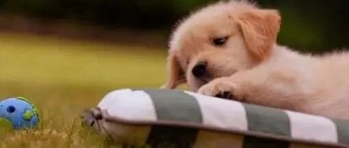 为防止狐狸攻击，工作犬给企鹅当了8年保镖，完成任务后光荣退休