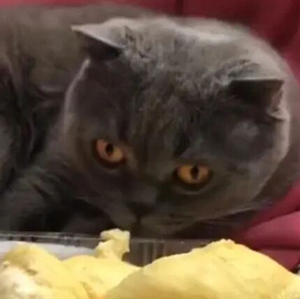 猫咪闻到榴莲味道后，直接倒场晕倒，这味道太可怕了！