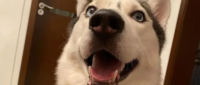 哈士奇撞倒主人，导致主人3处骨折，主人惩罚狗子的手段有点狠