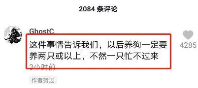 狗狗為倒在地上的男子「站崗」，原來是鏟屎官醉倒了 寵物 第9張