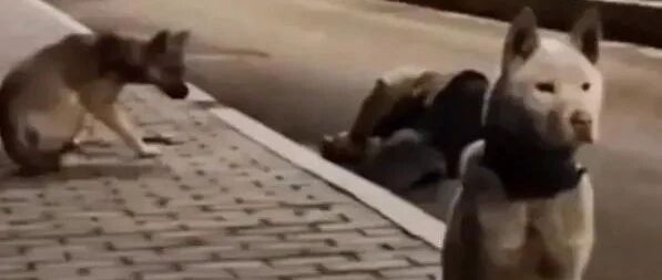 狗狗为倒在地上的男子“站岗”，原来是铲屎官醉倒了