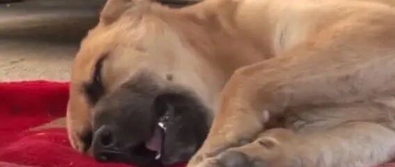流浪狗有睡眠障碍，时常在噩梦中惊醒，爱心小姐姐救助了它