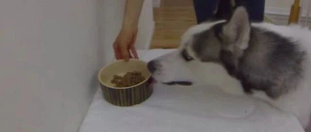 主人将饭放得高高的，二哈急得吃不到，趴在桌上哭泣引主人无奈