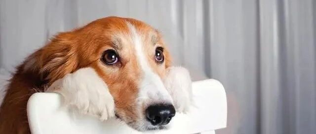 狗狗的寿命，为什么比人短？这3个答案，你赞同哪个？