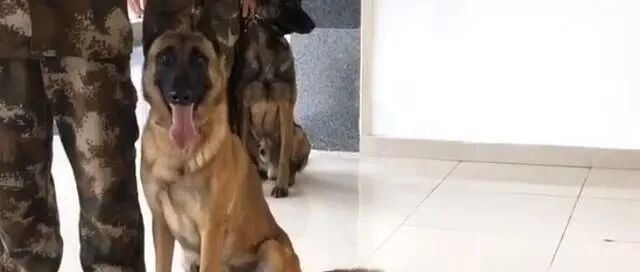 原来搜救犬也怕医生，见到医生后，撒泼打滚，实在太可爱了